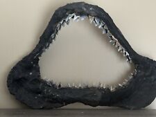 Fossil grey shark for sale  Pompano Beach