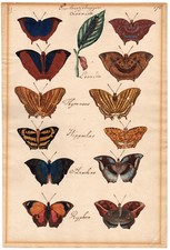 Antique drawing butterfly d'occasion  Expédié en Belgium