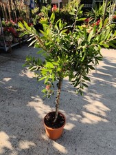 Std callistemon citrinus for sale  HARLOW