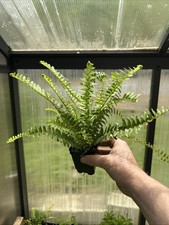 Emerald queen fern for sale  Gate City
