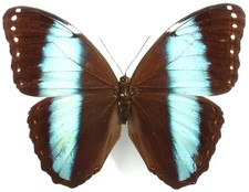 Morpho helenor theodorus gebraucht kaufen  München