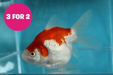 Japanese tamasaba goldfish for sale  HULL