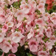 Diascia plug plants for sale  LONDON