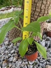 Holy basil tulsi for sale  Cape Coral