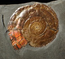 Large iridescent psiloceras d'occasion  Expédié en Belgium