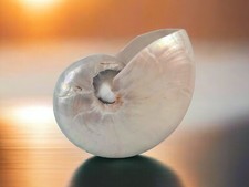 Collectible pearlised polished for sale  AXBRIDGE