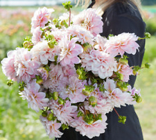 Dahlia tuber sweet for sale  ST. AUSTELL