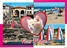 Animals cats kittens d'occasion  Expédié en Belgium