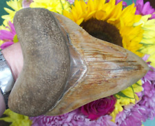 Massive 14.25 megalodon for sale  TONBRIDGE