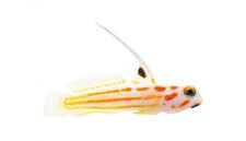 Captive bred yasha for sale  Garden City