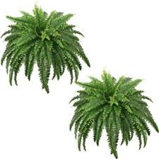 large fern for sale large fern for sale SALFORD