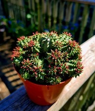 Euphorbia susannae succulent for sale  CLACTON-ON-SEA