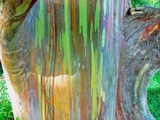 Eucalyptus deglupta rainbow for sale  San Francisco