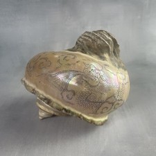 Asie gros coquillage d'occasion  Ervy-le-Châtel