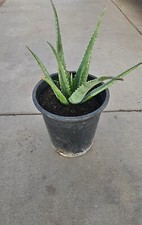 Aloe vera plant for sale  Las Vegas