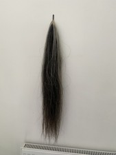 Horse showing tail for sale  ROSSENDALE