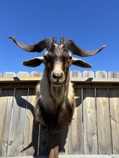 Beautiful catalina longhorn for sale  New Cumberland