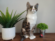 Winstanley size tabby for sale  WELLINGBOROUGH