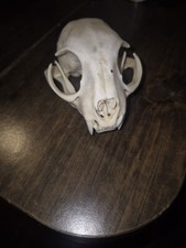 Bobcat skull for sale  Marysville