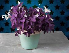 Purple shamrock oxalis for sale  West Palm Beach