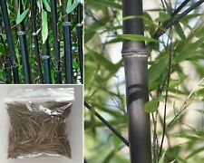Black bamboo phyllostachys for sale  BROCKENHURST