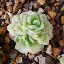 Echeveria white swan for sale  BEXHILL-ON-SEA
