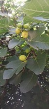 Organic heirloom louisiana for sale  Mamou