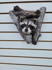 Jv27 raccoon head for sale  Hinton