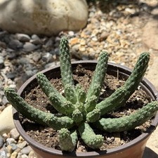 Euphorbia esculenta true for sale  Fresno