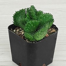 Succulent plant euphorbia for sale  San Jose
