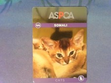 Foil somali cat for sale  Saint Louis