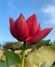 Red lotus seeds for sale  Calverton