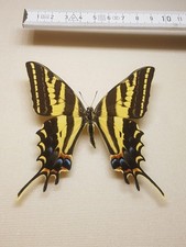 Papilio pilumnus männchen gebraucht kaufen  Halle