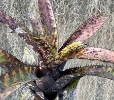 Buy save bromeliad for sale  Miami