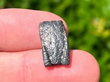 Nice florida fossil for sale  Coppell
