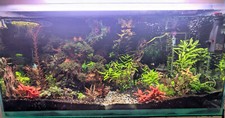 Alternanthera reineckii mini for sale  UK