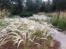 Stipa ichu peruvian for sale  MARCH