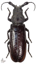 Bolbotritus bainesi 50+mm, RARO! GRANDE! Besouro desmontado comprar usado Bolbotritus bainesi 50+mm, RARO! GRANDE! Besouro desmontado comprar usado  Enviando para Brazil