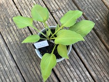 Hosta funkie apple gebraucht kaufen  Westerrönfeld