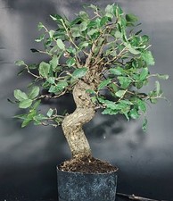 bonsai quercia usato bonsai quercia usato Cison di Valmarino