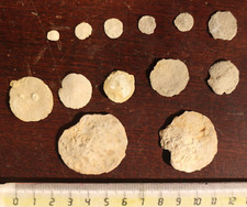 Fossili nummoliti sella usato  Este
