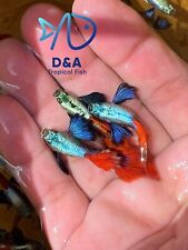 Trio metal dumbo for sale  Houston