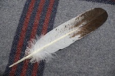 Native american immature for sale  Cass City