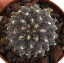 Copiapoa humilis ts9 usato  Napoli