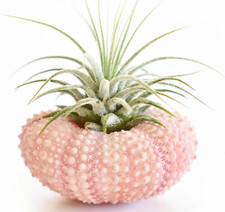 Air plant pink for sale  Lanoka Harbor
