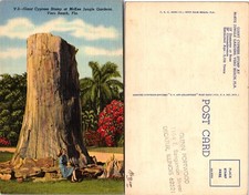Giant Cypress Stump McKee Jungle Gardens Vero Beach Floryda Pocztówka na sprzedaż  Wysyłka do Poland