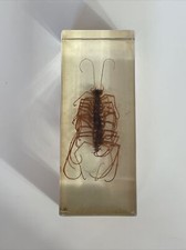 Véritable insecte résine d'occasion  Rouen-