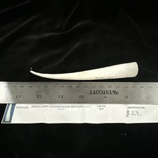 Seashell dentalidae fissidenta for sale  Warner Robins