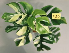 Rhaphidophora tetrasperma vari gebraucht kaufen  Köln