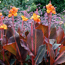Canna tropicanna deciduous for sale  UK